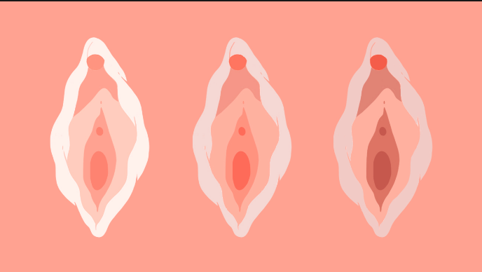 Tipos de vagina